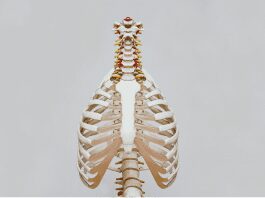 Spine Injury: Dissecting Auto Accident Injuries