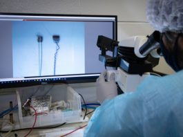 Feinstein Institutes, Scientists Develop Long-Term Vagus Nerve Implant for Bioelectronic Medicine Research