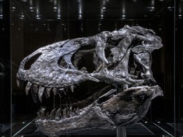 CT Uncovers Bone Disease in Tyrannosaurus Rex Jaw