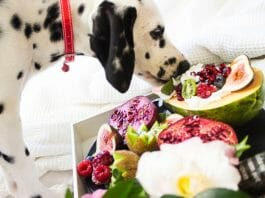 Dog's Diet for good health