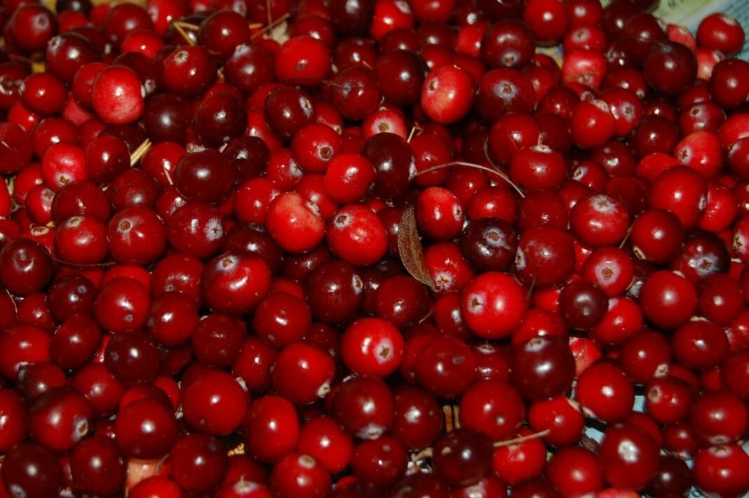 Cranberry