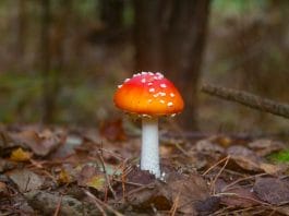 Amanita Mushroom Gummies